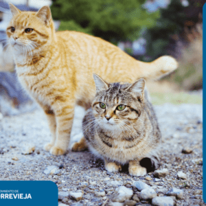 Torrevieja Street Cats